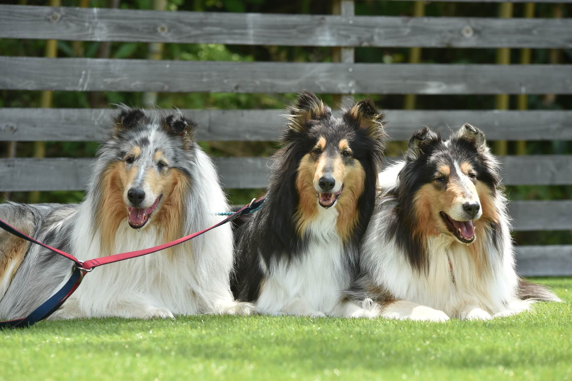 コリーの性格の特徴